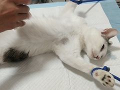 -灵美宠物诊所