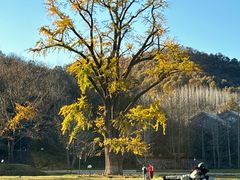 -千年银杏谷文化旅游区