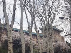 -武汉大学-樱园