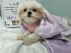 -达爱动物医院·犬猫分区·CT·复杂眼科(远洋山水分院)