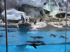 -帝企鹅自助餐厅•儿童岛•真企鹅(长隆企鹅酒店)