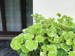 -三亚亚龙湾五号度假别墅酒店