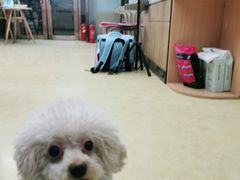 -瑞派宠物医院·中兽医专科(中央商城分院)