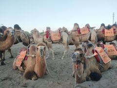 -许记驴肉黄面胡杨焖饼