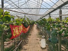 -马陆小张葡萄园农家乐