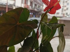 -印象江南(东栅店)