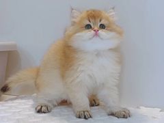 -青奢宠物·青奢猫舍