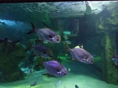 -悉尼海洋生物水族馆