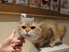 -滚猫咖啡·猫咖·猫友好撸猫(未来城店)