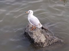-深圳湾公园(南山区)