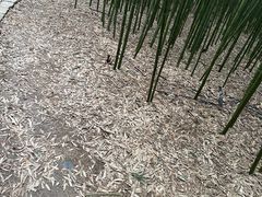 -同里国家湿地公园