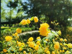 -大兴滨河森林公园