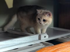 -东方名猫馆·英短金渐层布偶猫舍(环线广场1号楼店)