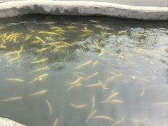 -可心烤鱼