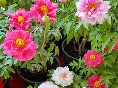 -中国科学院华南植物园