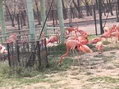 -秦皇岛野生动物园