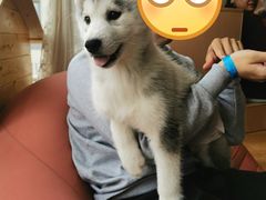 -Husky Go! 哈士奇体验馆·宠物咖啡厅狗咖