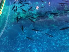 -海棠湾洲际-涛·海底餐厅·美人鱼·自助餐·海底隧道
