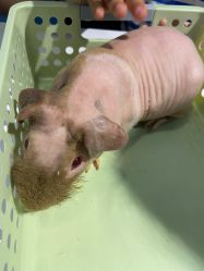 -Moni星球萌宠·小马宝莉·灵蛇·高端高阶全萌宠互动体验俱乐部(红豆国际广场店)