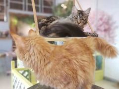 -70cat德文卷毛猫·缅因猫纯种猫舍
