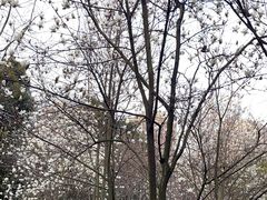 -龙头寺公园