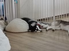-Husky Go! 哈士奇体验馆·宠物咖啡厅狗咖