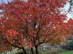 -禅宗少林·音乐大典