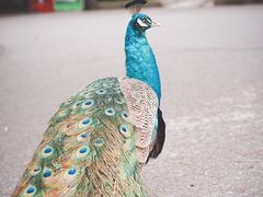 -J Create城市露营咖啡·简餐·宠物(上海动物园店)