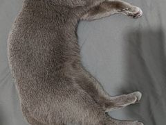 -子乐宠物医院