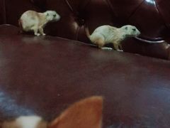 -藦茜花园宠物主题亲子互动体验馆(国顺东路店)