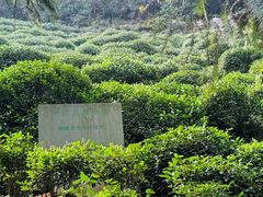 -十八棵（老龙井）御茶园(老龙井店)