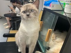 -琪喵猫屋·撸猫猫咖·猫舍