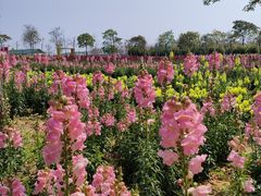 -天适樱花悠乐园