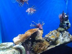 -芜湖新华联大白鲸海洋公园