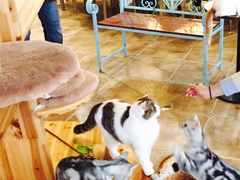 伊丽莎白-共舞时光猫咖·狗咖(新街口店)