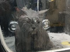 -四月宠物医院·猫专科·心脏专科·内科(转塘店)