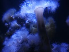 -瑞普利水族馆