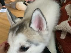 -Husky Go! 哈士奇体验馆·宠物咖啡厅狗咖