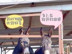 -元鼎宝驴香·全驴宴(江宁店)