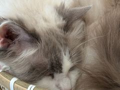 -共舞时光猫咖·狗咖(新街口店)