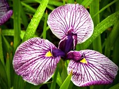 -上海植物园-4号门售票处