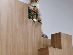 -COLOR PETS 撸猫馆·购猫·猫咖(长风大悦城店)