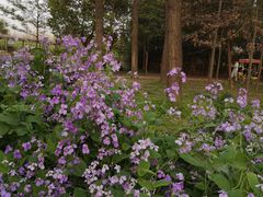 -合肥滨湖国家森林公园