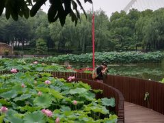 -陈家山荷花公园