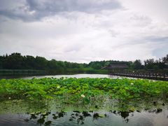 -溱湖国家湿地公园