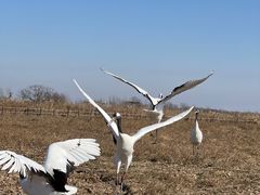 -盐城丹顶鹤湿地生态旅游区