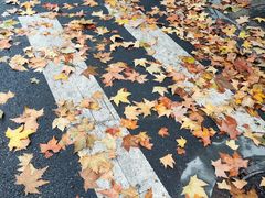 -殷姐糯米包油条