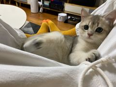 -猫大福·Fortune Cat猫舍(百子湾店)