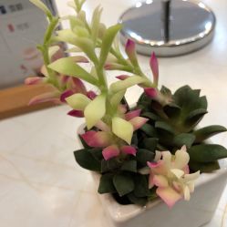-欧扬医疗美容