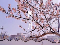 -桃花堤公园